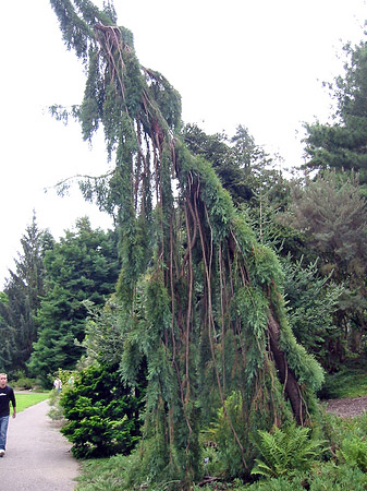 Foto Golden Gate Park mit Botanischen Garten