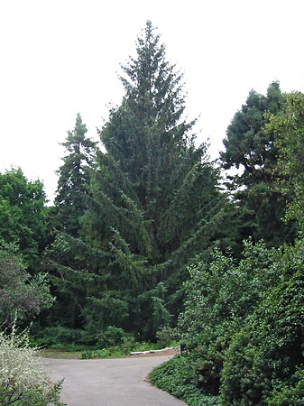 Golden Gate Park mit Botanischen Garten Fotos