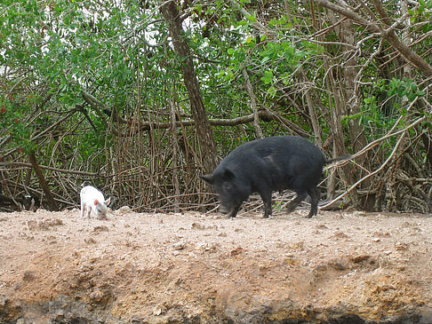 Foto Schweine