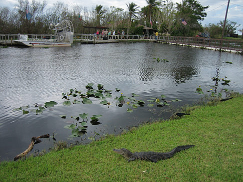 Krokodil Foto 