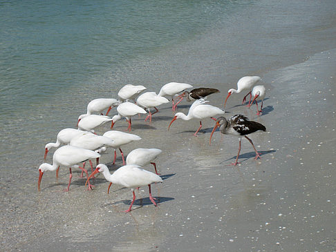 Vögel am Strand