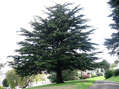 Alamo Square Foto 