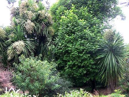 Golden Gate Park mit Botanischen Garten