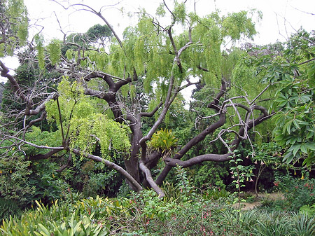 Foto Golden Gate Park mit Botanischen Garten