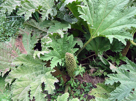 Foto Golden Gate Park mit Botanischen Garten - San Francisco